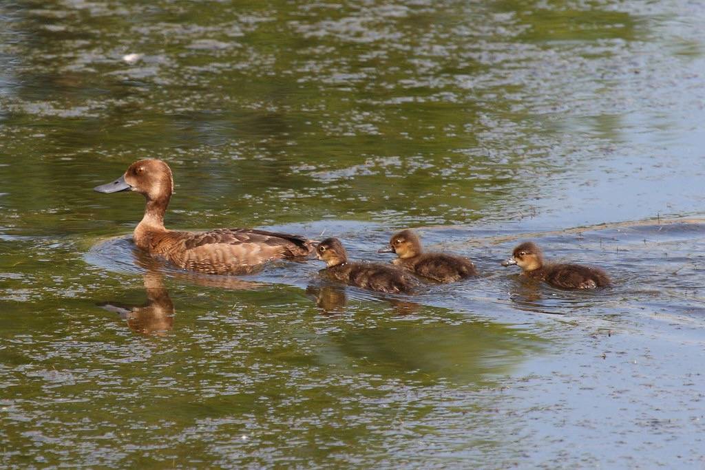 Lesser scaup (Aythya affinis) by octothorpe enthusiast is licensed under CC BY-NC-SA 2.0.